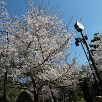 「西2、3、4丁目噴水の通水開始のお知らせ」の写真