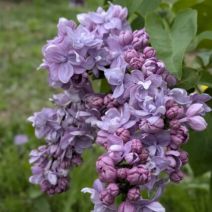 「川下公園今日の八重咲ライラック【5月19日開花情報】」の写真