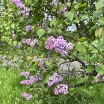 「園内のお花の様子(ふじの花情報含む)」の写真
