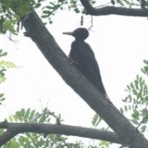 「旭山記念公園野鳥情報2026年7月19日(日曜日)」の写真