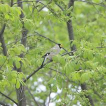 「花と野鳥の情報【2026年5月19日】」の写真