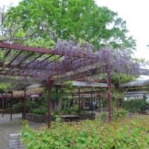 「咲きすすむ花木たち(2026年5月19日)」の写真