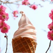 「【5月13日】梅ソフトクリームの販売は15時終了」の写真