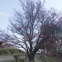 「園内の様子」の写真