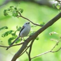 「旭山記念公園野鳥情報2026年5月18日(月曜日)」の写真