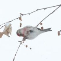 「旭山記念公園野鳥情報2026年1月27日(火曜日)」の写真