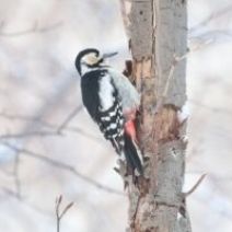 「旭山記念公園野鳥情報2026年2月3日(火曜日)」の写真