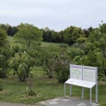 「川下公園ライラックの開花がはじまっています【5月17日開花情報】」の写真