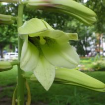 「本日のボランティア活動(花壇)」の写真