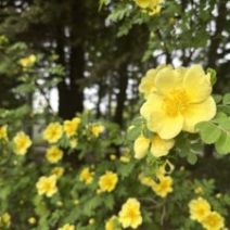 「開花情報(バラ、フジ、ツツジ、テマリカンボクなど 2026年5月28日)」の写真