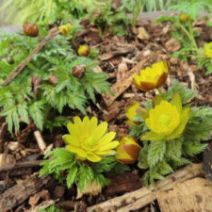 「立春を前に「福寿草と雪割草展」開催(2026年2月2日)」の写真