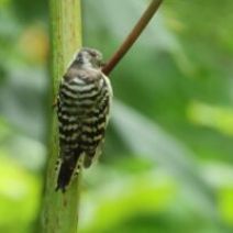 「旭山記念公園野鳥情報2026年8月31日(月曜日)」の写真