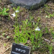 「サギソウの開花とレンゲショウマ、ダリアの開花状況(2026年8月31日)」の写真