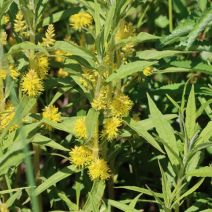 「生きもの情報【2026年5月31日】」の写真