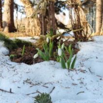 「明日は春分(2026年3月19日)」の写真