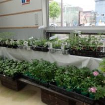 「ハーブと野菜展 入荷情報」の写真