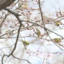 「旭山記念公園野鳥情報2026年4月12日(日曜日)」の写真