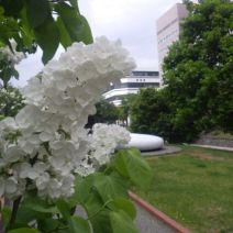 「綺麗なライラックの写真が届いています」の写真