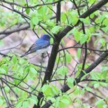 「旭山記念公園野鳥情報2026年5月3日(日曜日)」の写真