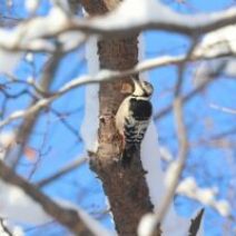 「旭山記念公園野鳥情報2026年2月17日(火曜日)」の写真