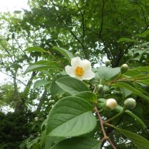 「本日のボランティア活動(花壇)」の写真