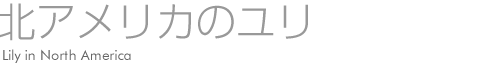 北アメリカのユリ