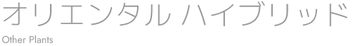 オリエンタルハイブリッド
