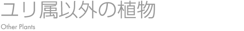 ユリ属以外の植物